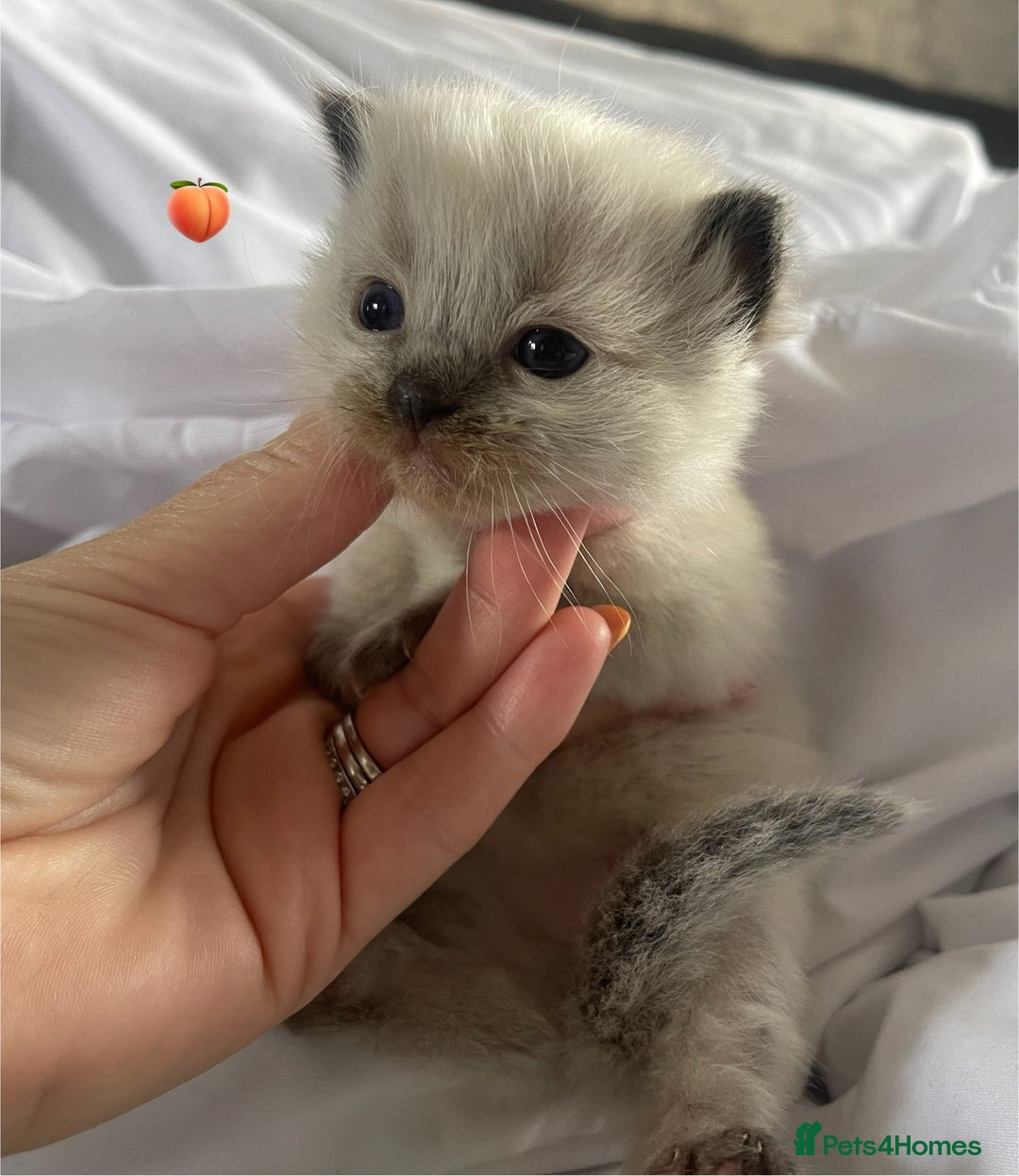 Ragdoll cats for sale: ✨Ragdoll Kittens Available – European Lines ✨ - Image 17