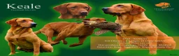 Labrador Retriever dogs for sale: Carefully Planned Labrador Litter - Advert 5