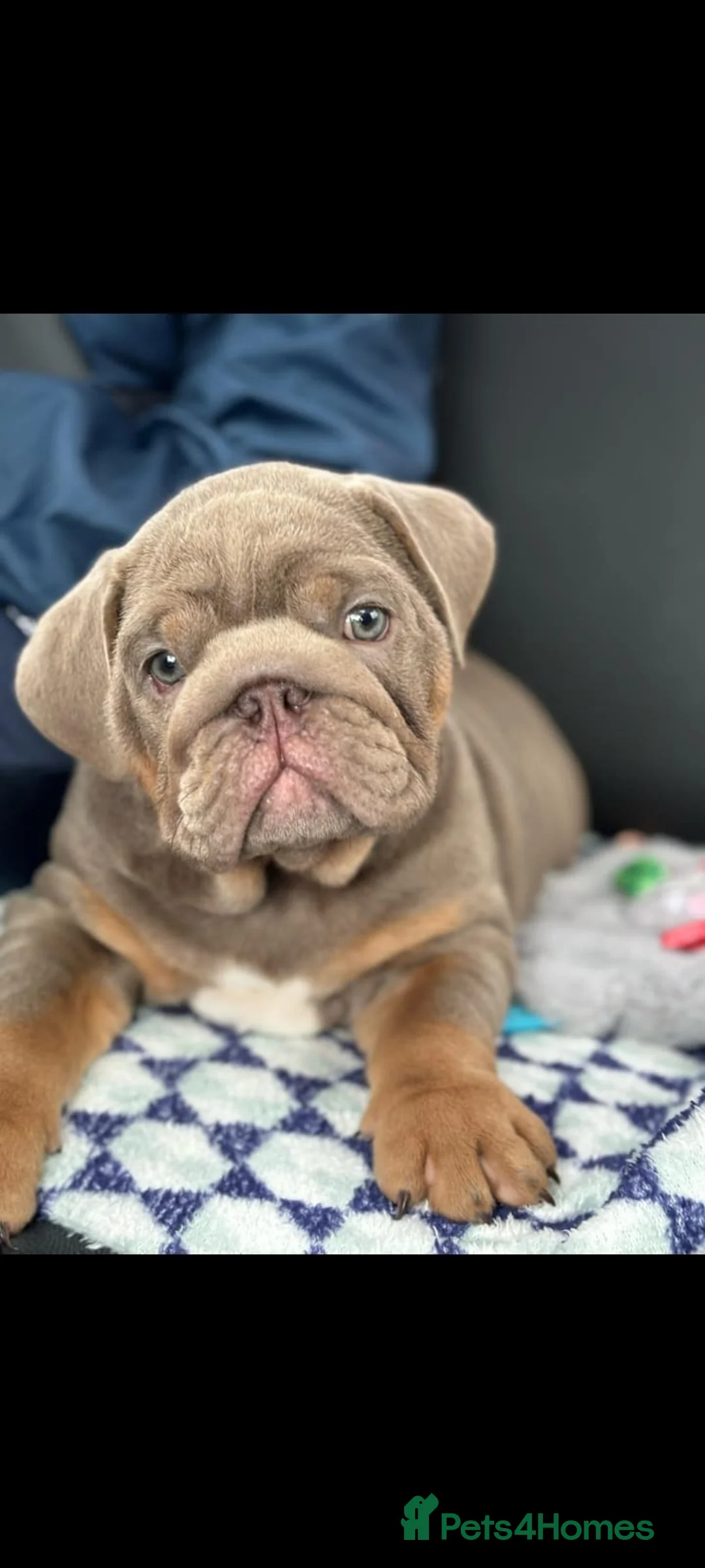 English Bulldog dogs for stud: Proven Full suit lilac and tan KC Bulldog for stud in Huddersfield - Advert 2