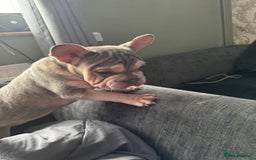 Mixed Breed dogs for sale: Blue & tan EA Siberian husky velvet French bulldog - Image 3