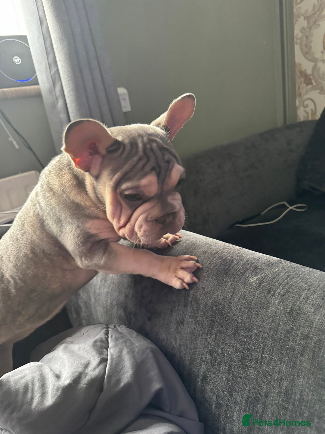 Mixed Breed dogs for sale: Blue & tan EA Siberian husky velvet French bulldog - Image 3