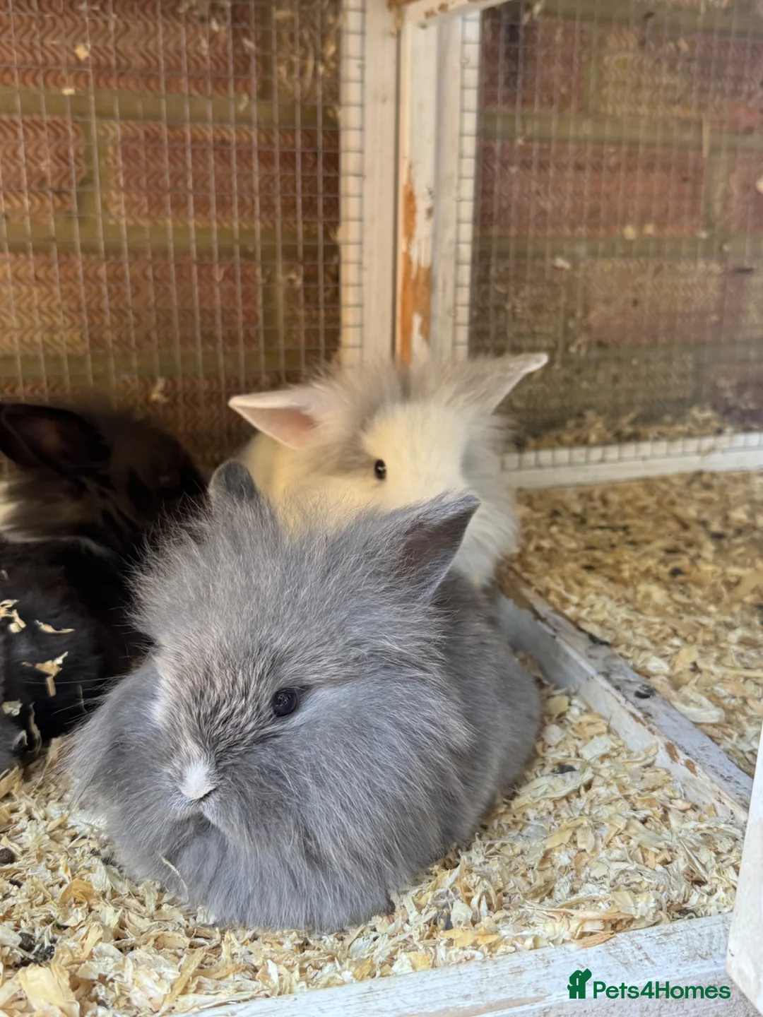 Mixed Breed rabbits for sale: rabbits  - Advert 1