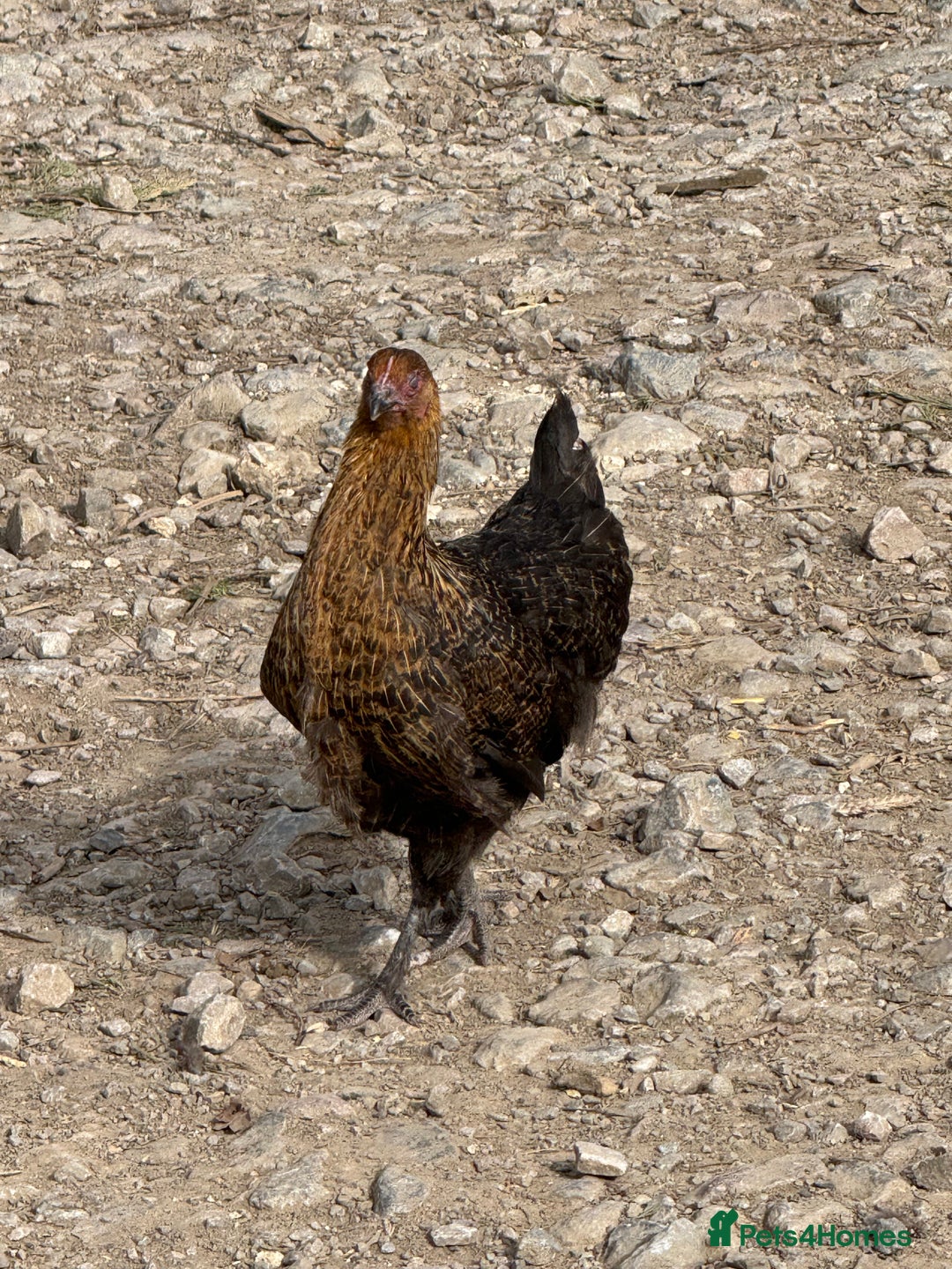 Chickens poultry for sale: Laying hens for sale - Image 15