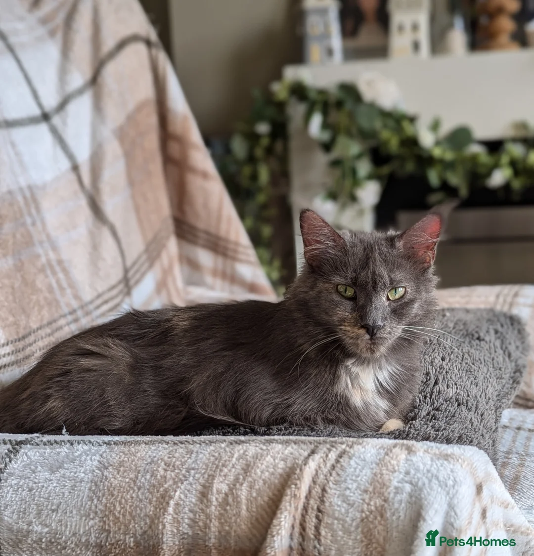 Maine Coon cats for sale: Maine coon female - Advert 3