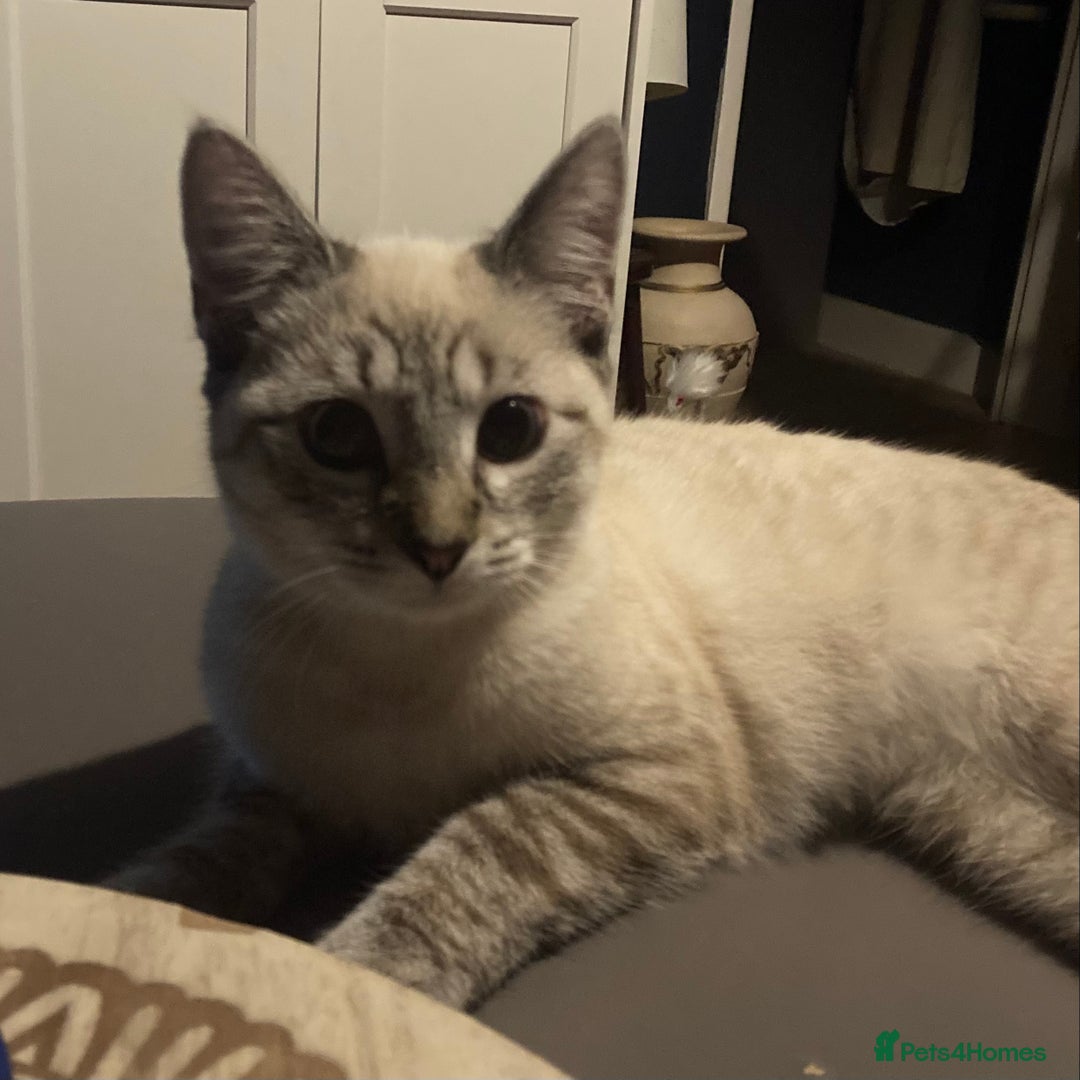 Siamese cats for sale: Beautiful Siamese Looking for a Loving Home  - Advert 11