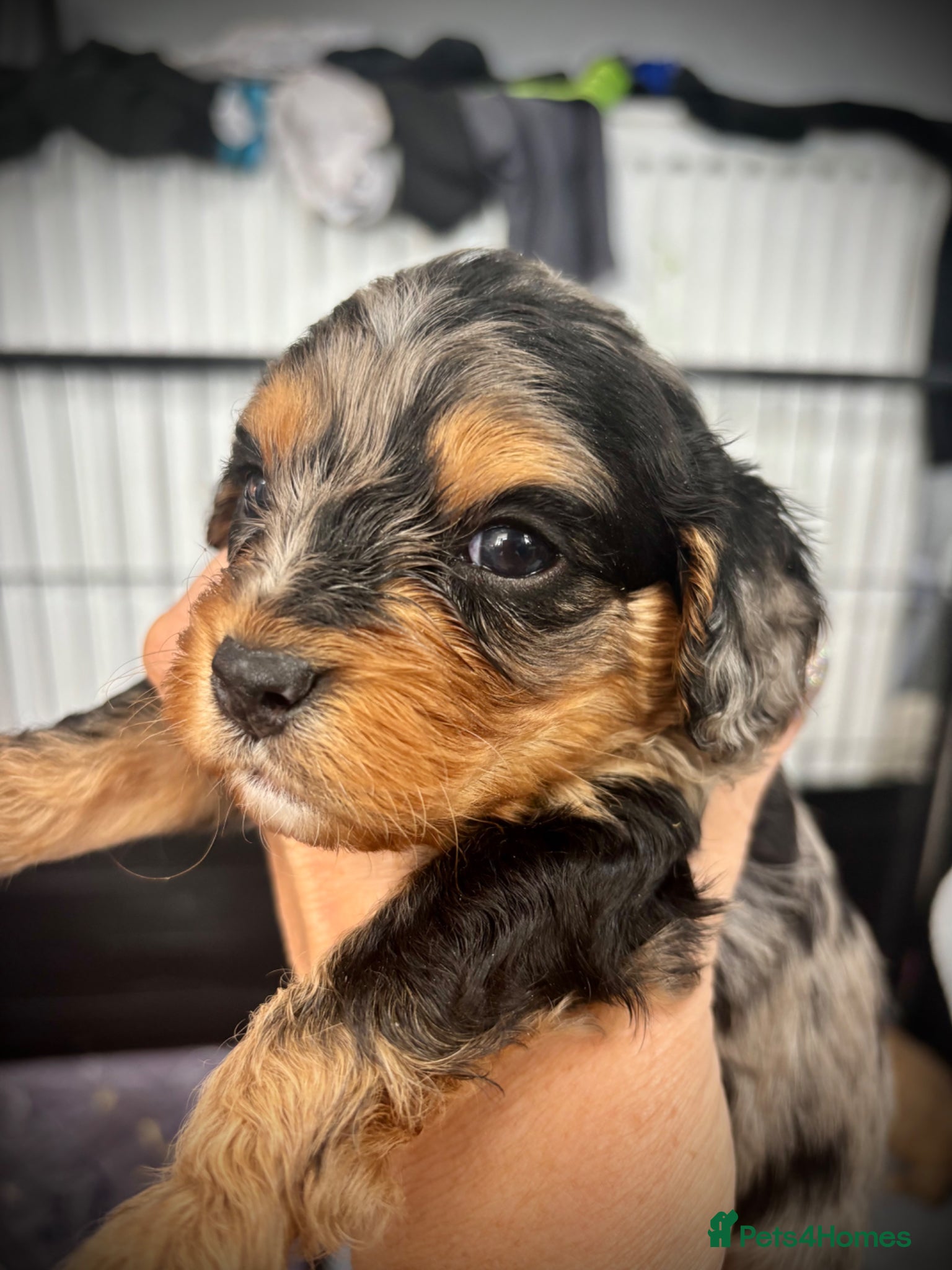 Cavapoo dogs 💙 2 Beautiful boys available to reserve 💚 - Advert 2