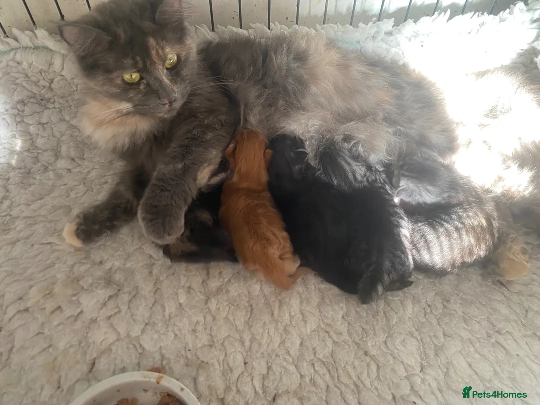 Maine Coon cats for sale: TICA registered Maine Coon Kittens  - Advert 21