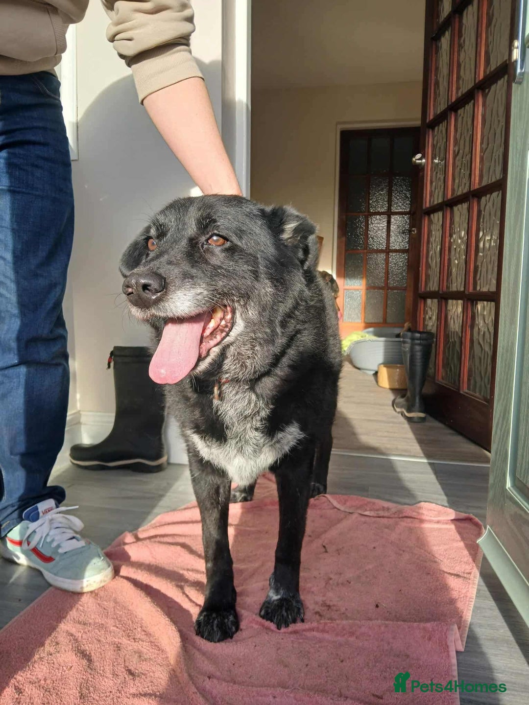 Mixed Breed dogs for adoption: 💕 Meet Rocky – The Perfect Gentleman 💕 - Advert 1