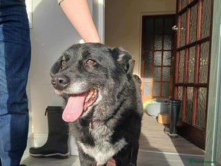 Mixed Breed dogs ๐ Meet Rocky โ The Perfect Gentleman ๐ - Advert 2