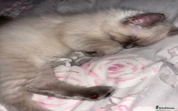 Ragdoll cats for sale: READY TO LEAVE Purebred ragdolls - Image 36