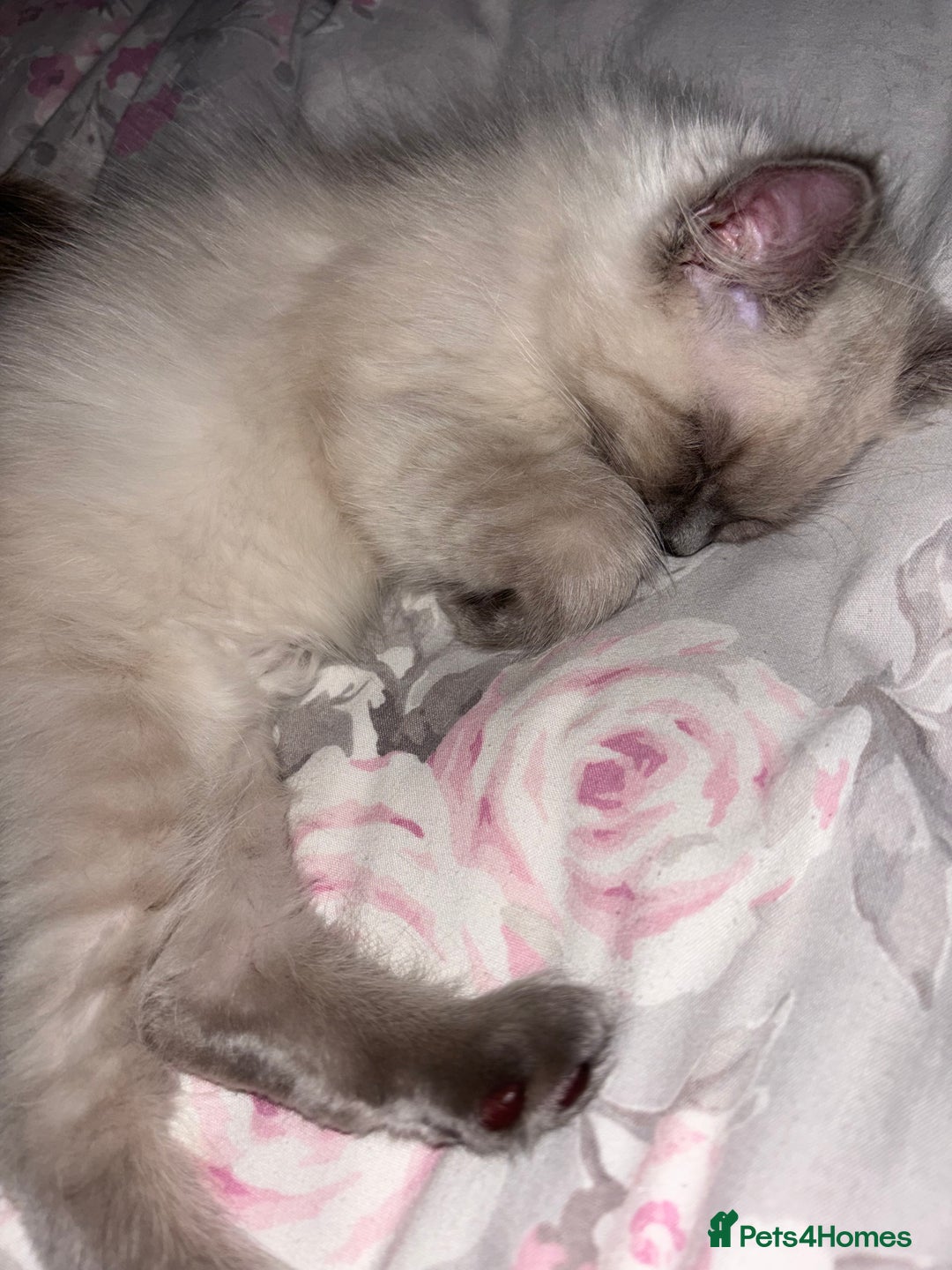 Ragdoll cats for sale: READY TO LEAVE Purebred ragdolls - Image 36