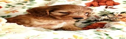 Cockapoo dogs for sale: ONLY 1 STUNNING F1b cockapoo left!! - Advert 9