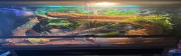 Lizard reptiles for sale: Chinese water dragon and vivarium - Advert 8