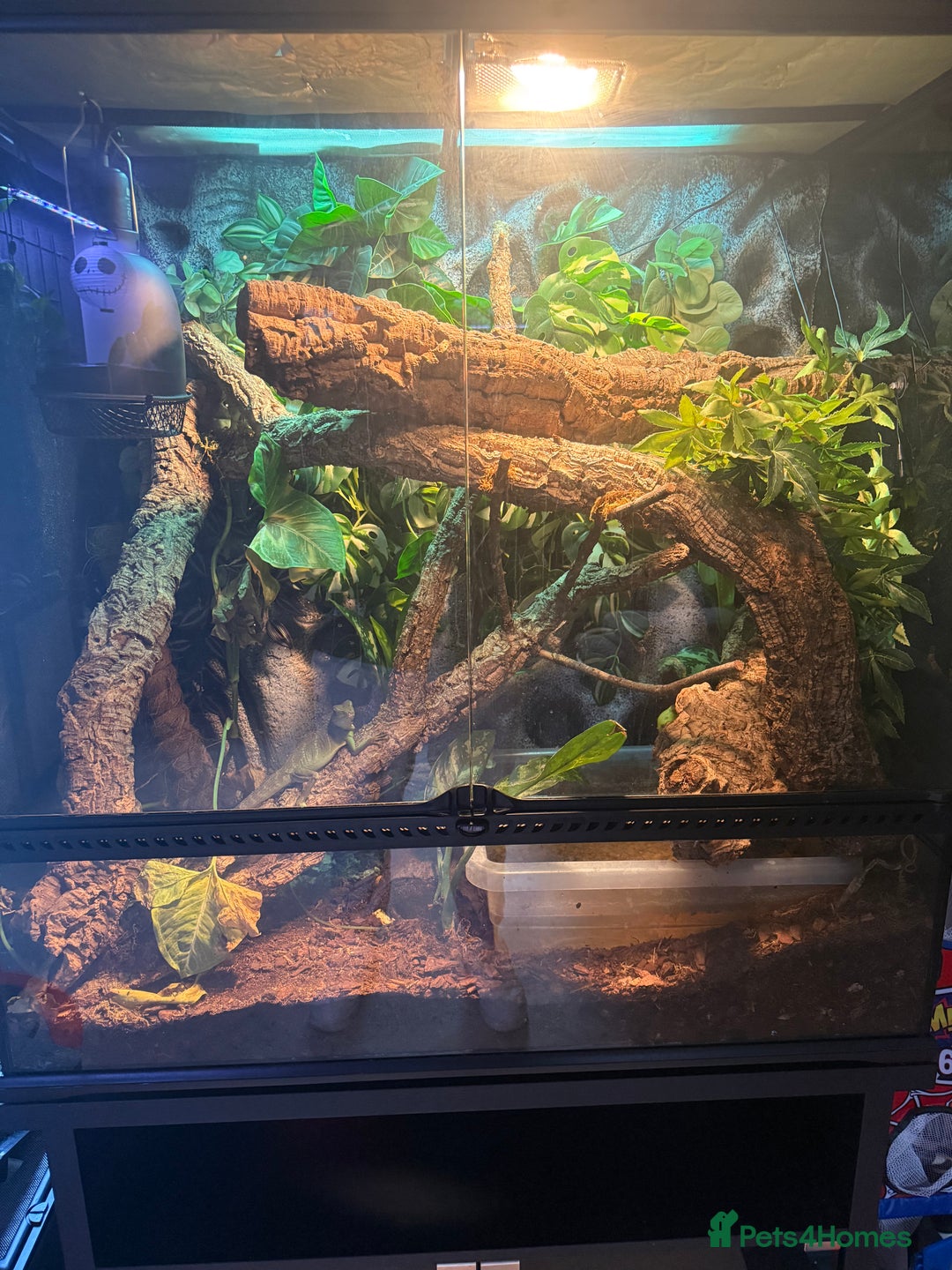 Lizard reptiles for sale: Chinese water dragon and vivarium - Advert 8