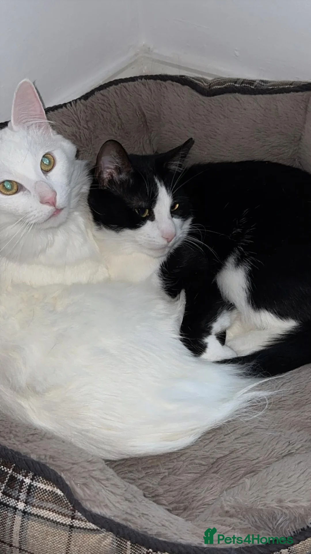 Mixed Breed cats for sale: 2 sweet boys looking for a loving home  in Sheffield - Advert 2