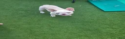 French Bulldog dogs for sale: Beautiful  French Bulldog Puppy - Advert 23