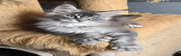 Maine Coon cats for sale: Perfect Polydactyl Maine Coon  - Advert 1