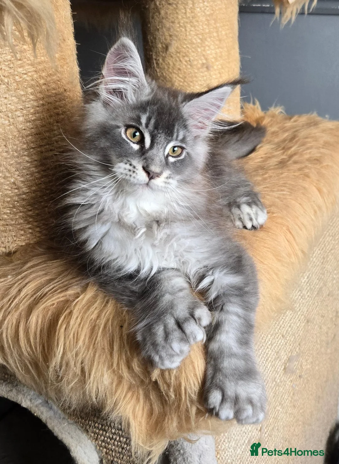 Maine Coon cats for sale: Perfect Polydactyl Maine Coon  - Advert 1
