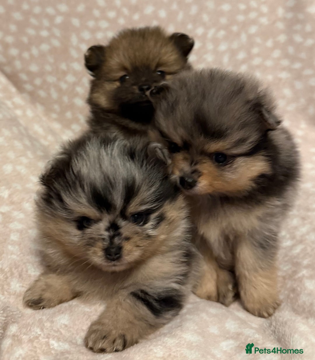 Pomeranian dogs for sale: Adorable Pomeranian Puppies 💙🩷💙 - Advert 1