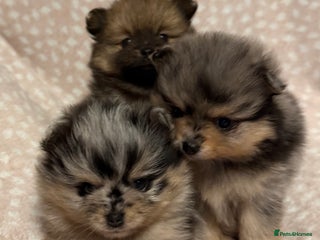 Pomeranian dogs Adorable Pomeranian Puppies 💙🩷💙 - Advert 1