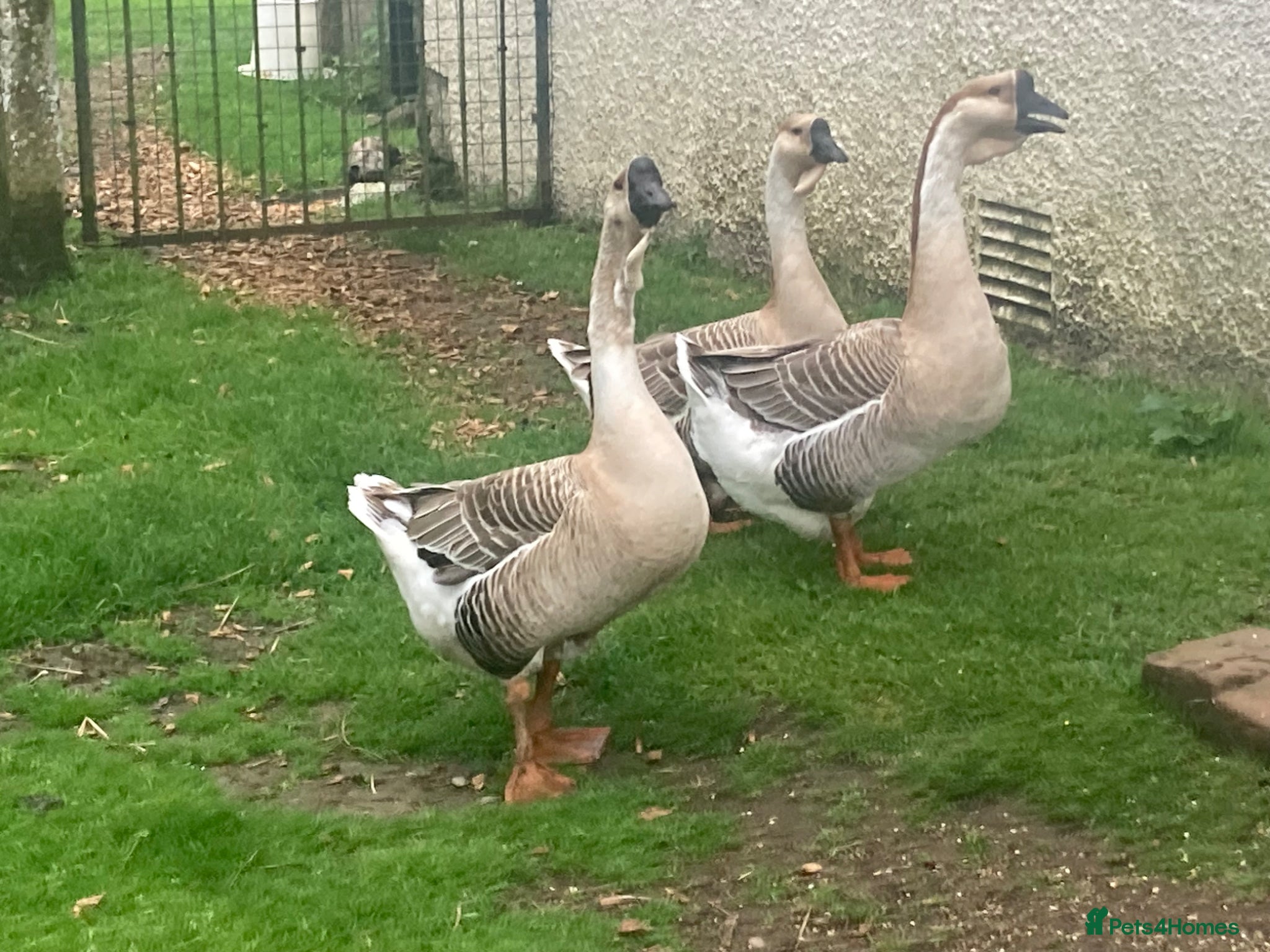 Geese poultry African geese - Advert 1