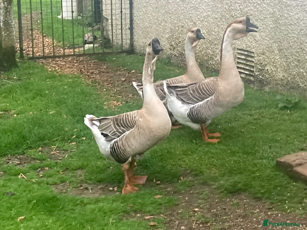 Geese poultry for sale: African geese in Carlisle - Advert 1
