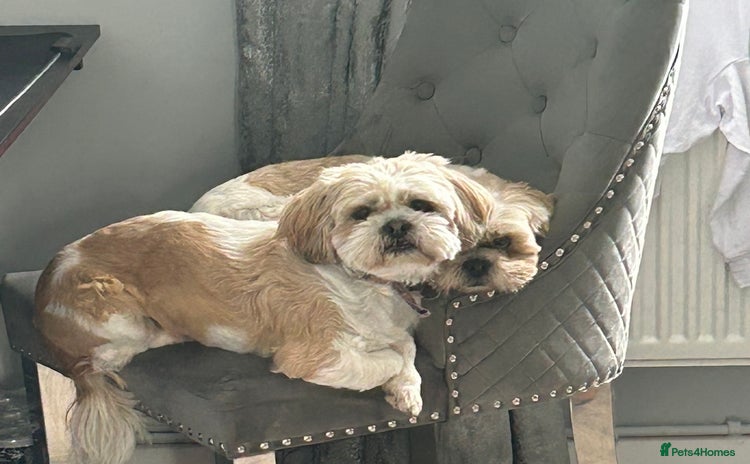 Shih Tzu dogs - Advert 3