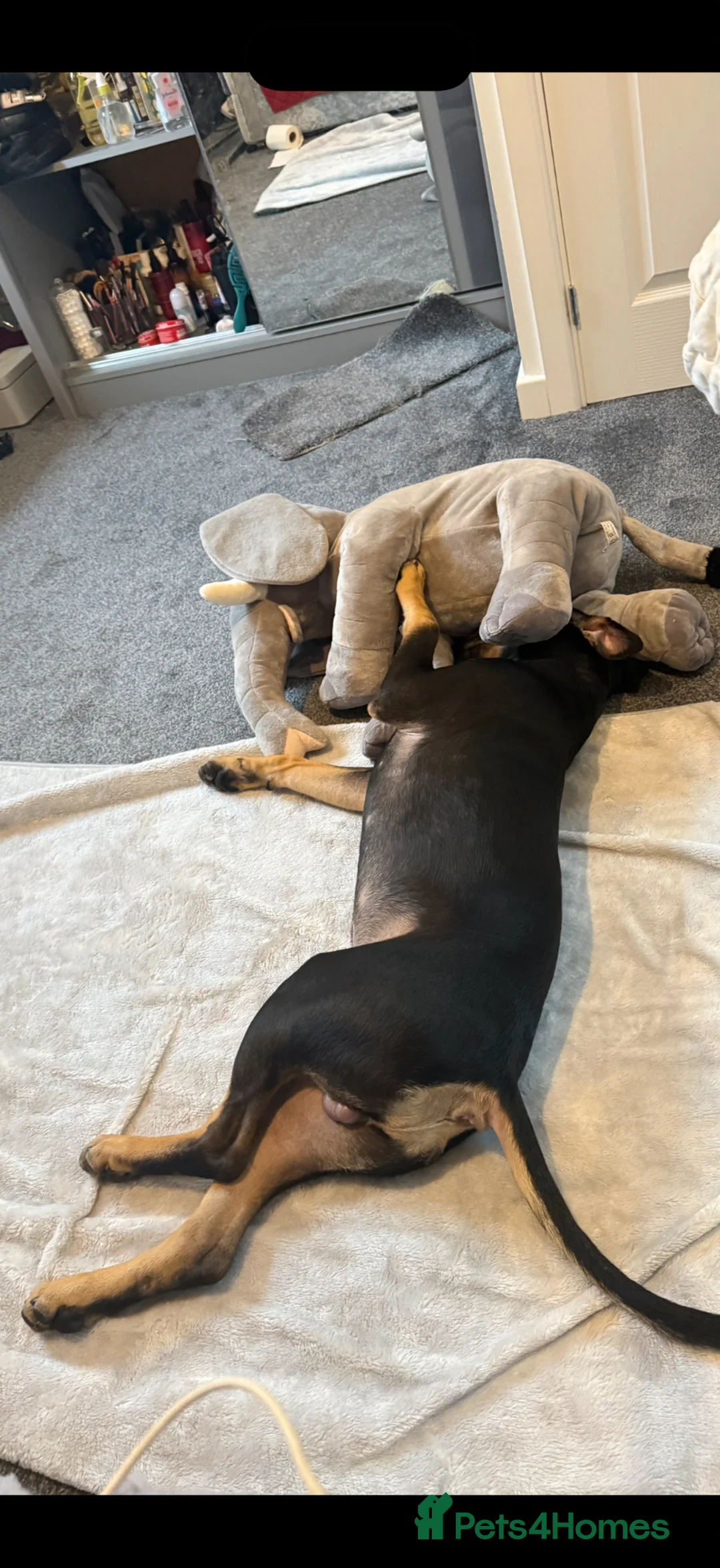 Mixed Breed dogs for sale: Dog for sale in Bedworth - Advert 16