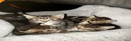 Mixed Breed cats for sale: 7 Beautiful Tabby Kittens For Sale in Brierley Hill - Advert 5