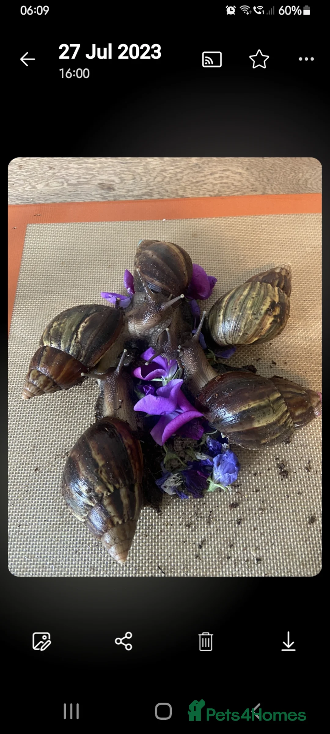 Snails invertebrates for sale: 🐌 Baby African Giant Land Snails for Sale 🐌 - Advert 1