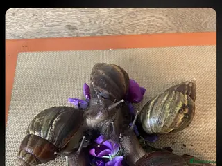 Snails invertebrates 🐌 Baby African Giant Land Snails for Sale 🐌 - Advert 17