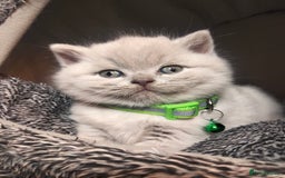 British Shorthair cats for sale: BSH lilac boys and girls, GCCF registered  - Image 2