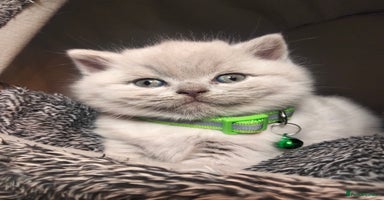 British Shorthair cats - Advert 3