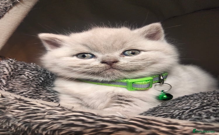 British Shorthair cats - Advert 2
