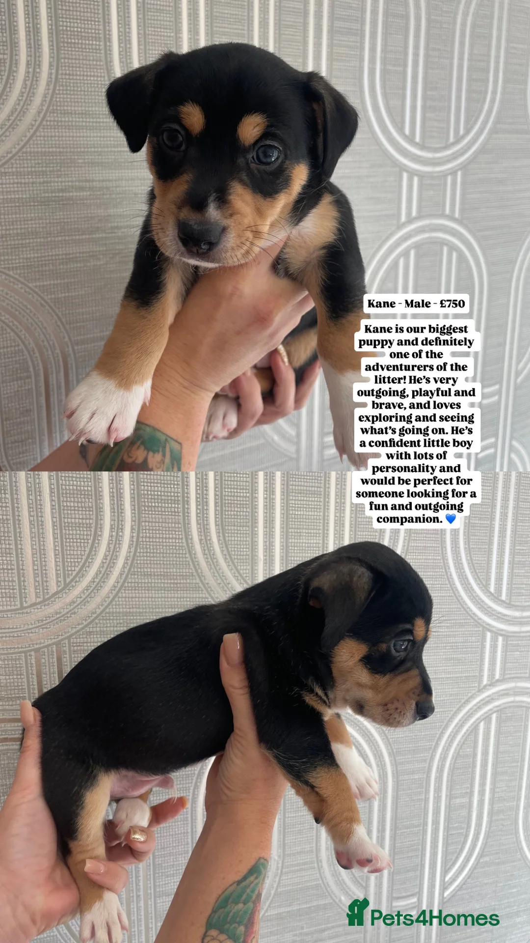 Jack Russell dogs for sale: 🐾Jack Russell Puppies🐾 - Advert 9