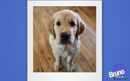 Golden Retriever dogs for stud: KCReg Well Proven Golden Stud, Health & DNA Tested in Wilmslow - Image 7