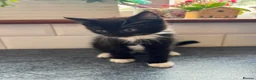 British Shorthair cats for sale: 5 beautiful kittens ready for new loving homes - Advert 5