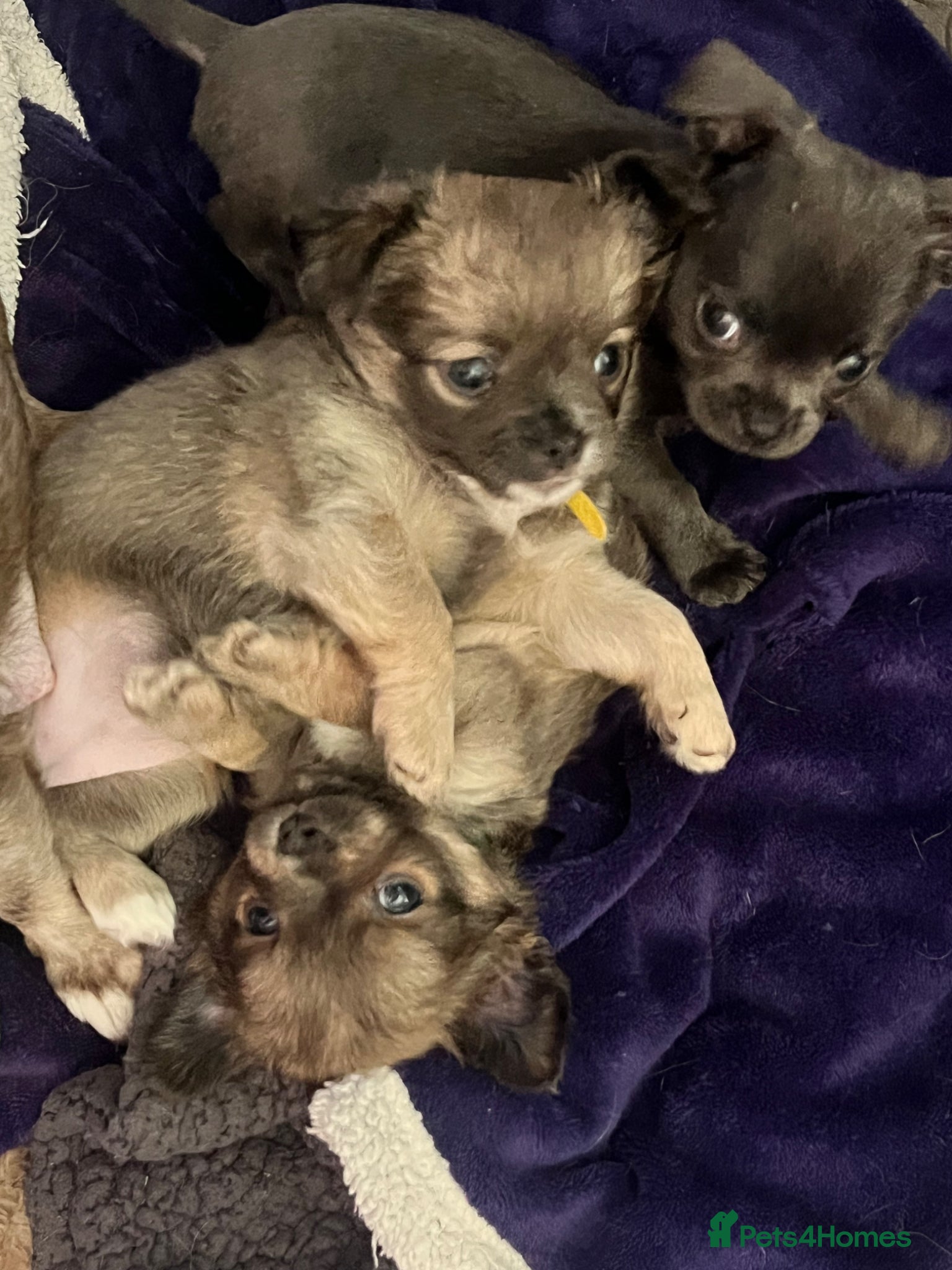 Chihuahua dogs Adorable Chihuahuas 💕❤️ - Advert 7