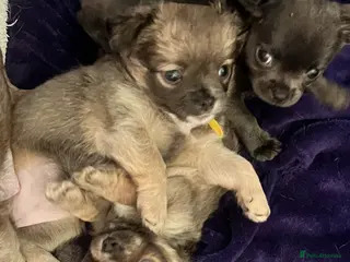 Chihuahua dogs Adorable Chihuahuas 💕❤️ - Advert 7
