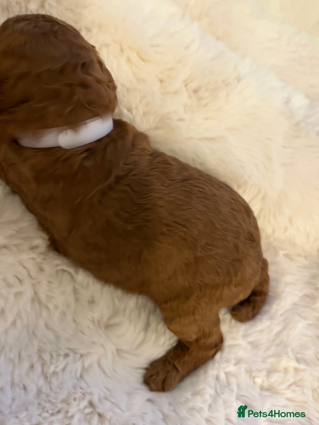 Cavapoo dogs for sale: Stunning chunky cavapoos - Advert 3