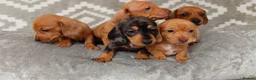 Miniature Dachshund dogs for sale: Beautiful Miniature Puppy Dachsung  - Advert 8