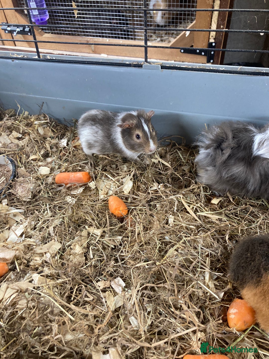 Guinea Pig rodents for sale: Lots of lovely baby guinea pigs - Image 12