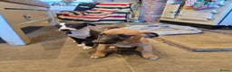 Whippet dogs for sale: 2 whippet dog pups - Advert 7