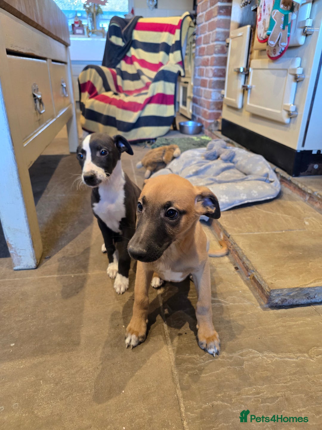 Whippet dogs for sale: 2 whippet dog pups - Advert 7