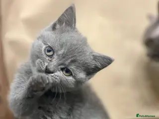 British Shorthair cats British shorthair kittens - Advert 2