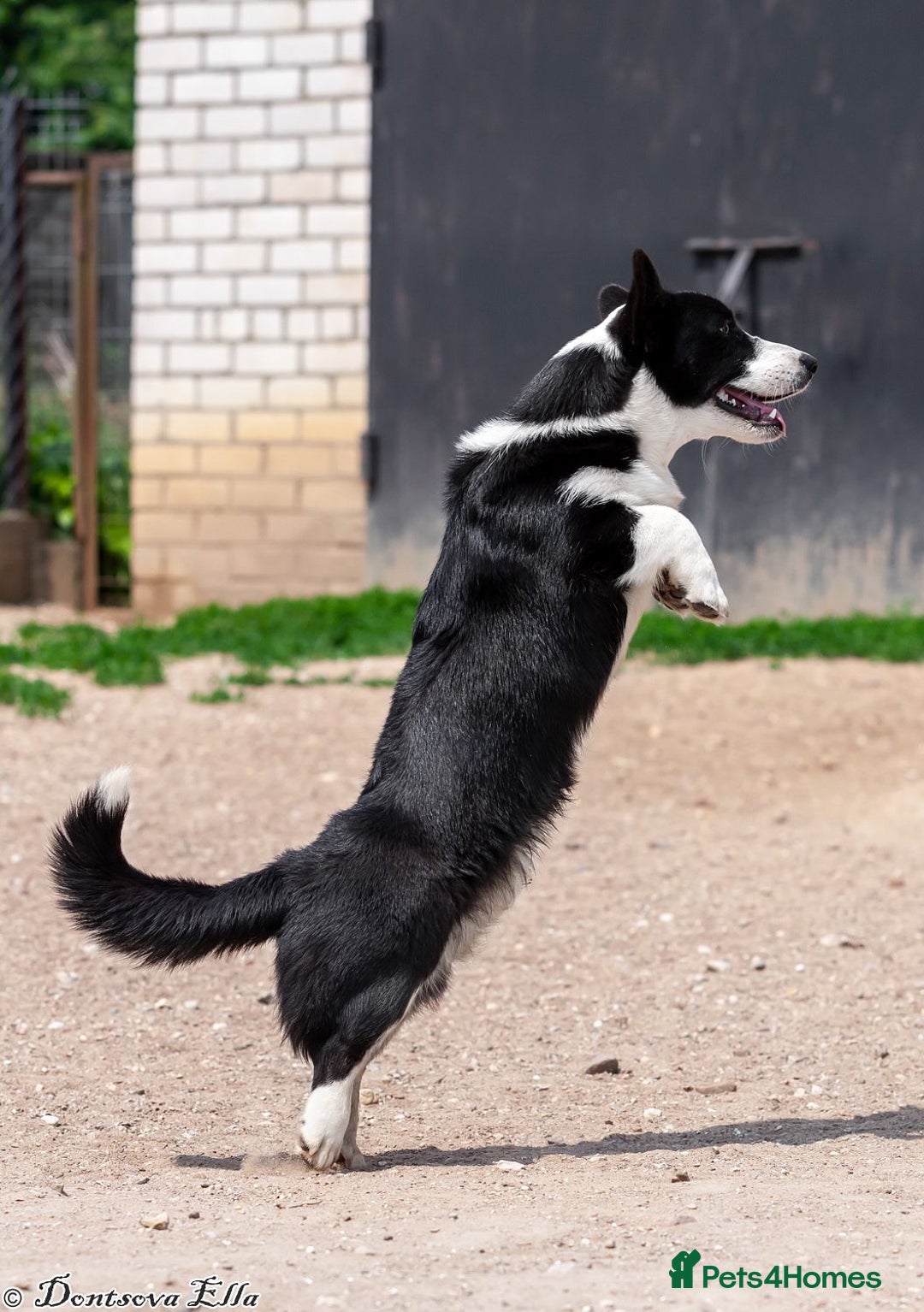 Welsh Corgi Pembroke dogs for adoption: RONNIE – Welsh Corgi Pembroke (Male) - Advert 1