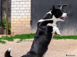 Welsh Corgi Pembroke dogs RONNIE – Welsh Corgi Pembroke (Male) - Advert 3