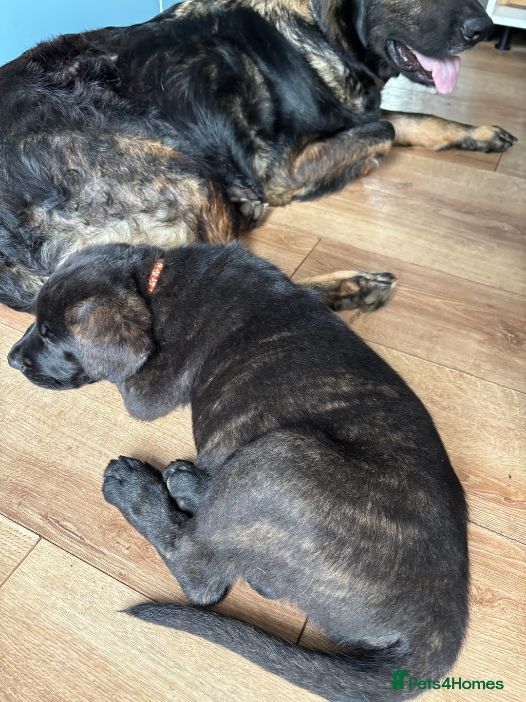 Mixed Breed dogs for sale: Two gorgeous Shepherd cross Mastiff male pups left - Image 3