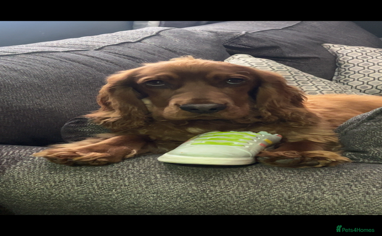 Cocker Spaniel dogs Male show cockerspaniel  - Advert 1