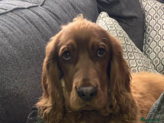 Cocker Spaniel dogs for sale: Male show cockerspaniel - Advert 1